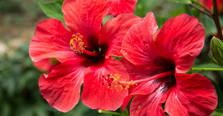 Hibiscus Peptides